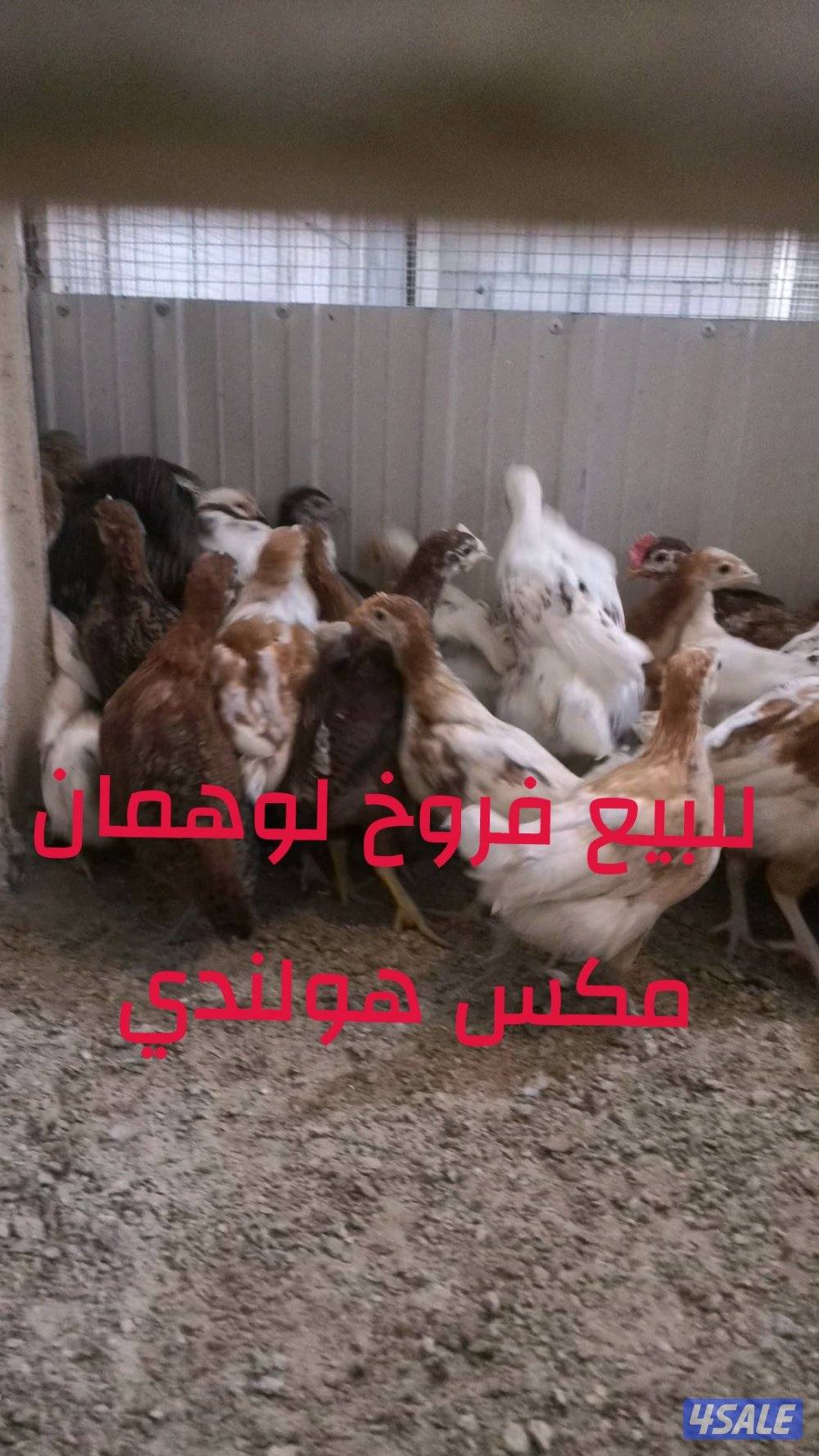 للبيع فروخ ساسكس مكس هولندي في فروخ لوهمان مكس هولندي2