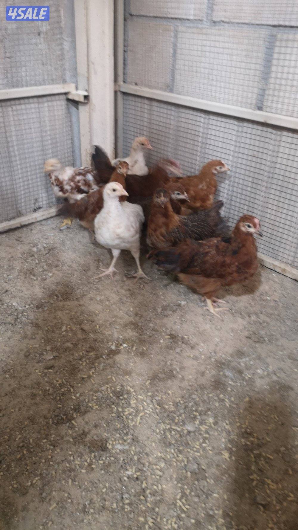 للبيع فروخ ساسكس مكس هولندي في فروخ لوهمان مكس هولندي3