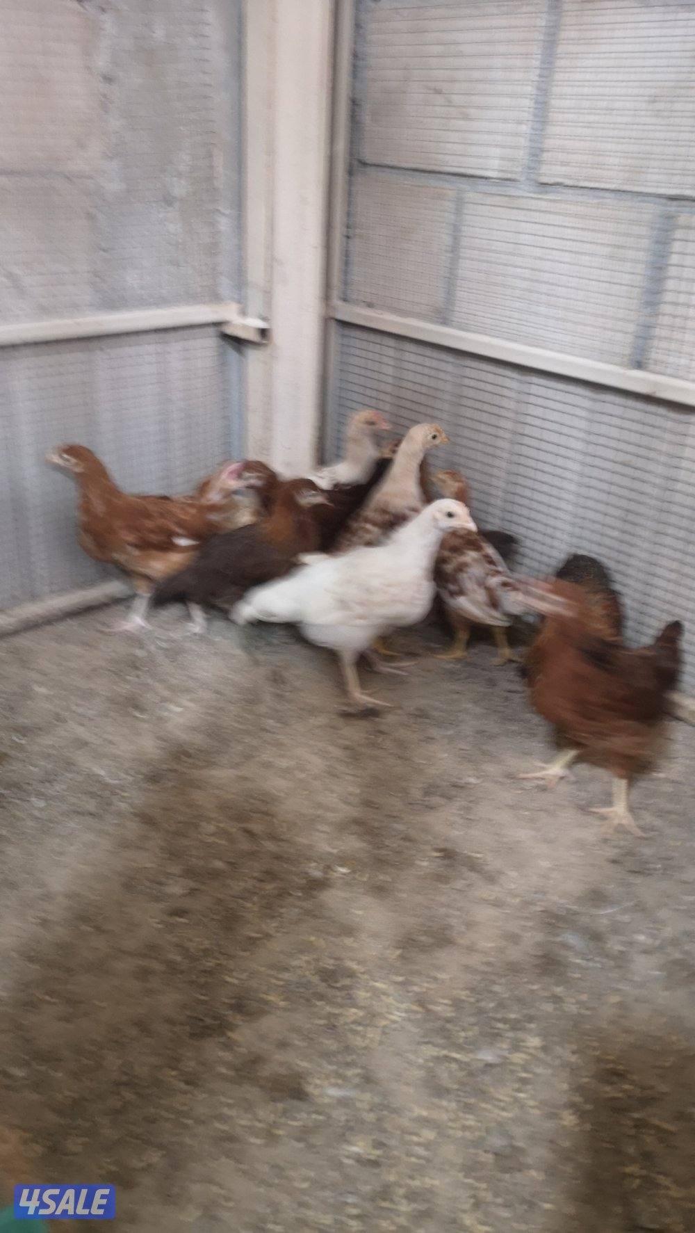 للبيع فروخ ساسكس مكس هولندي في فروخ لوهمان مكس هولندي4