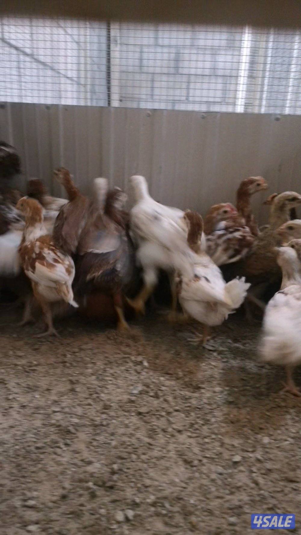 للبيع فروخ ساسكس مكس هولندي في فروخ لوهمان مكس هولندي5