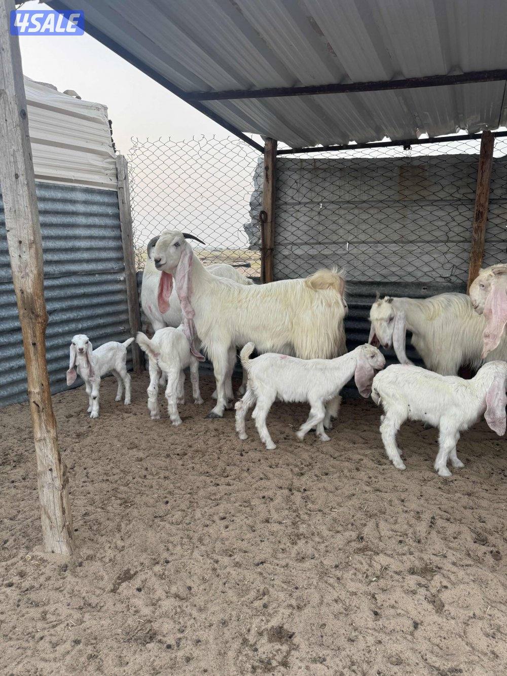 البيع معزه مطافيل0