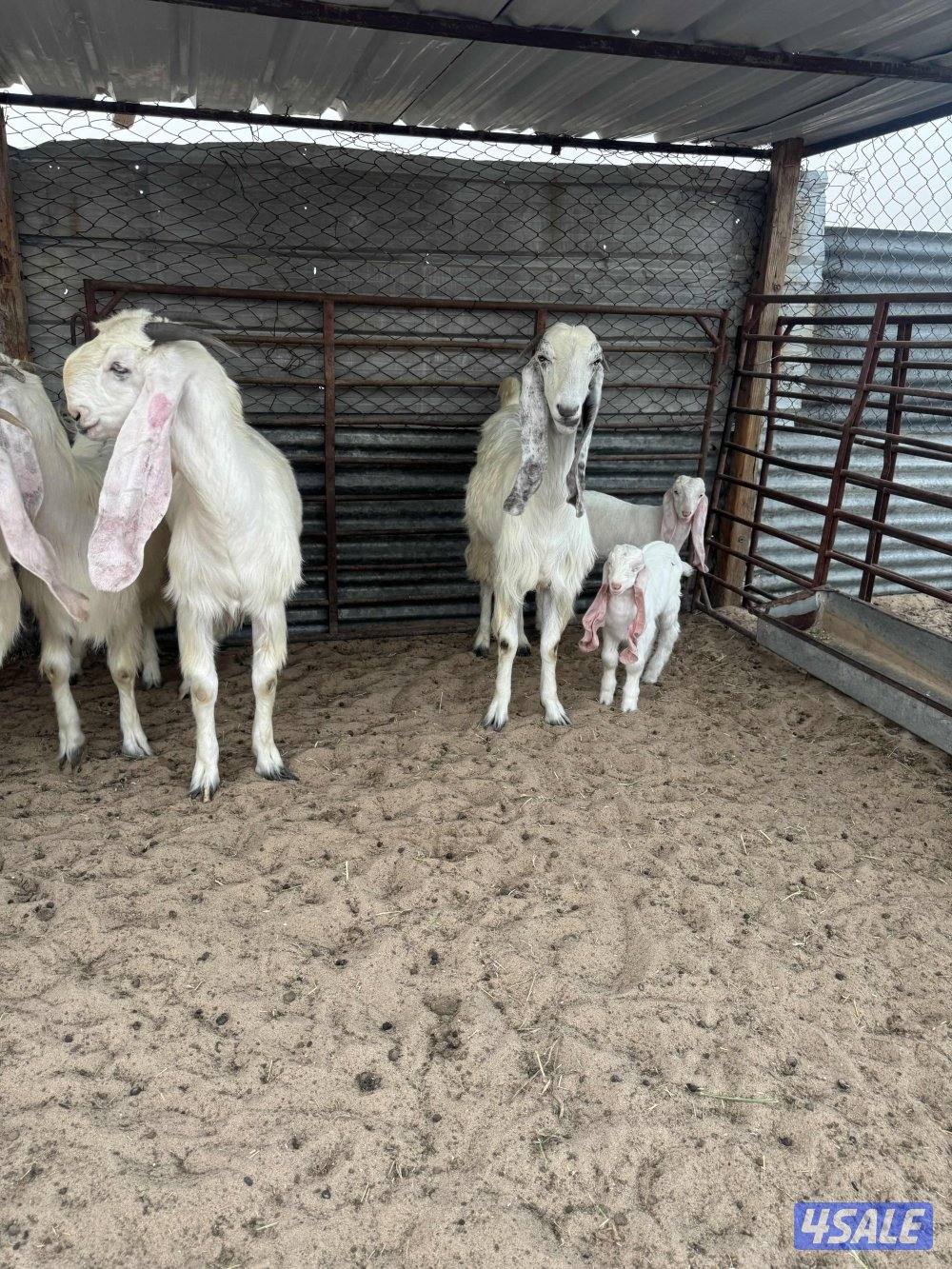 البيع معزه مطافيل1