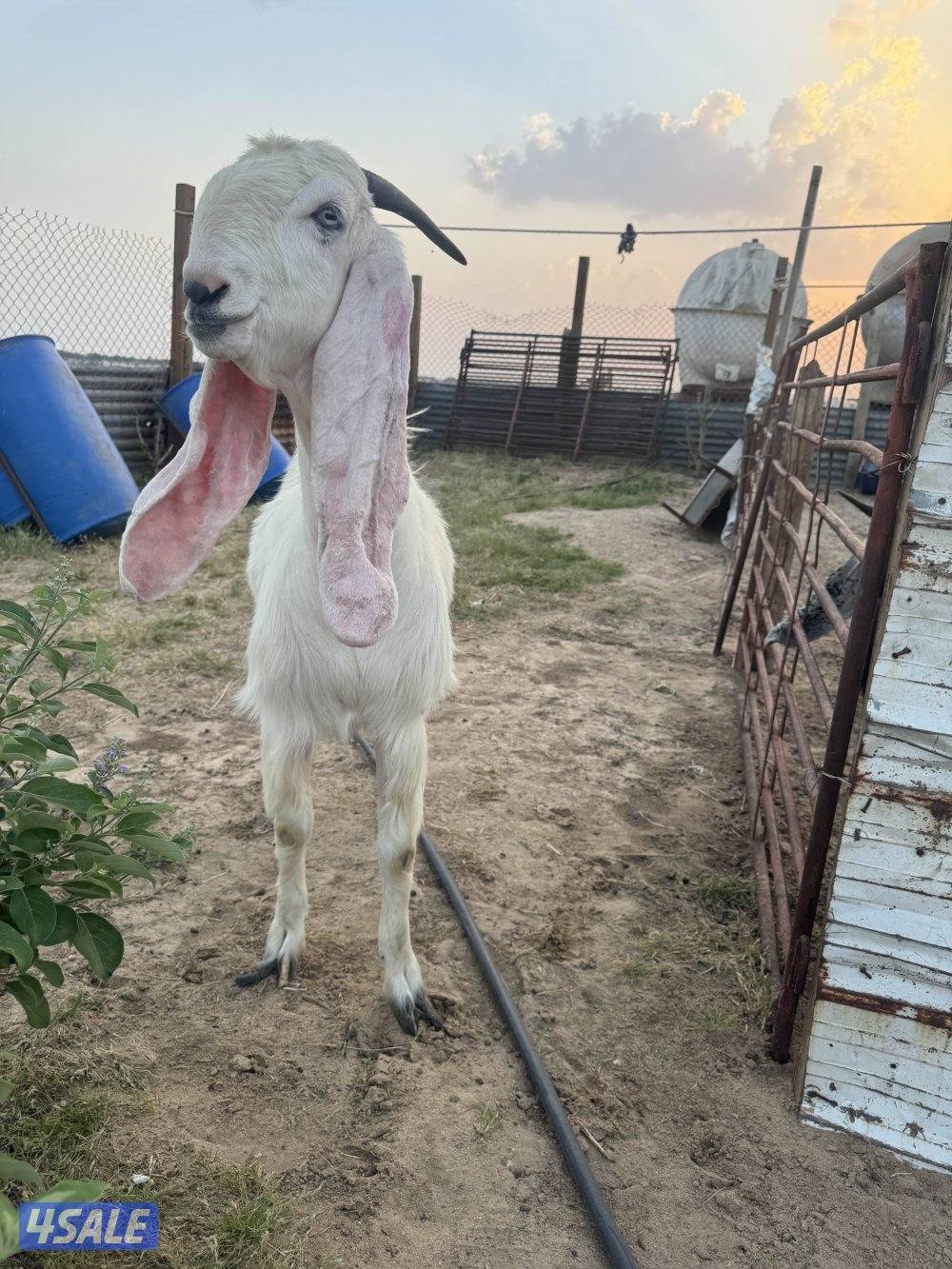 البيع معزه مطافيل2