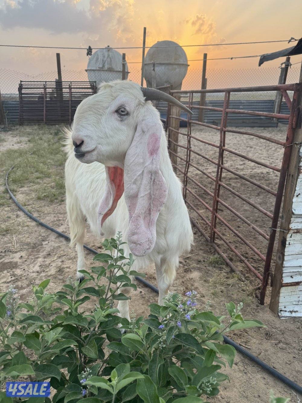 البيع معزه مطافيل3