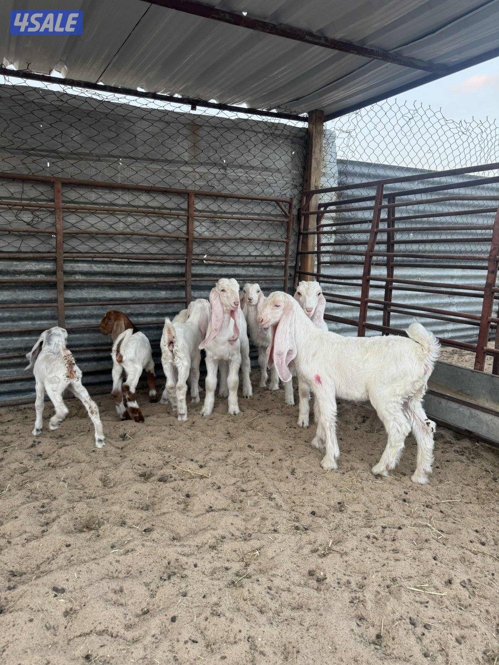 البيع معزه مطافيل4