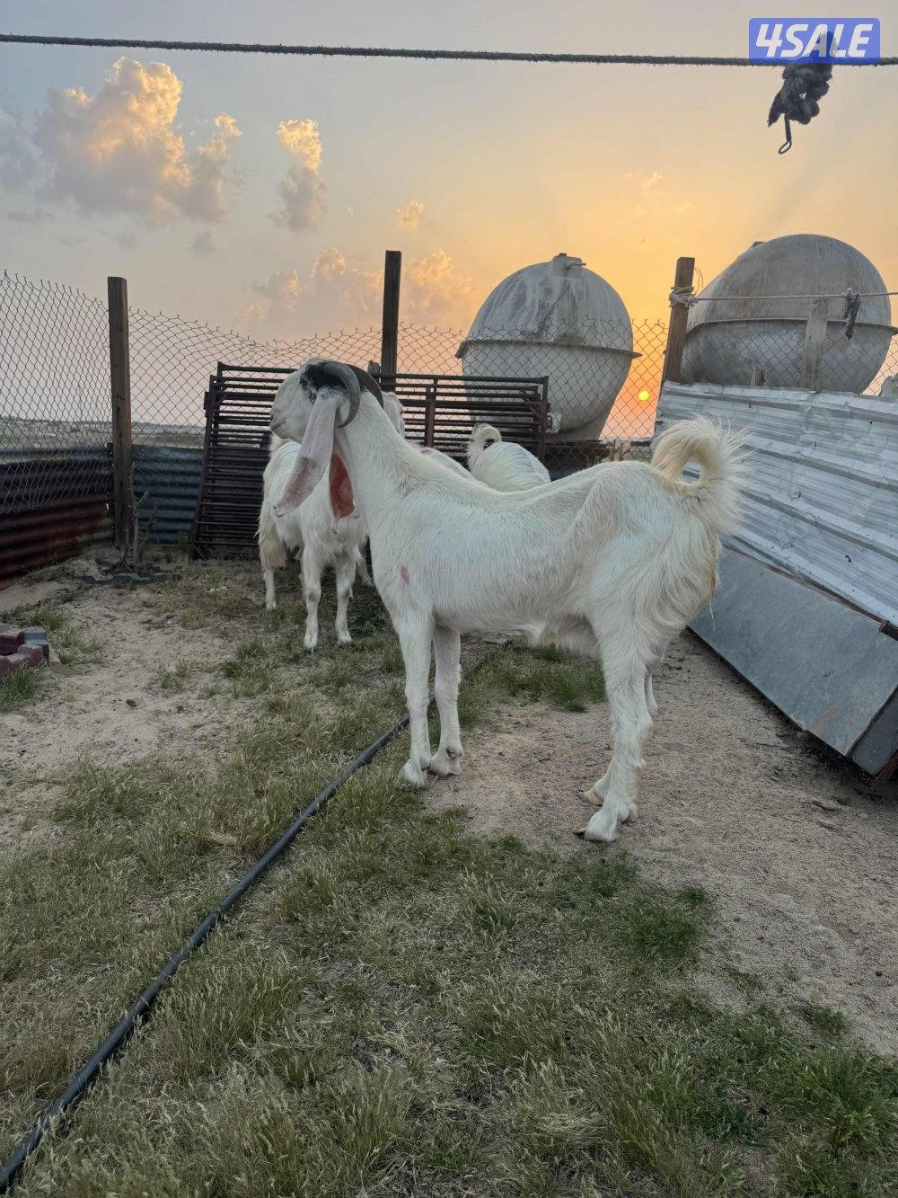 البيع معزه مطافيل5