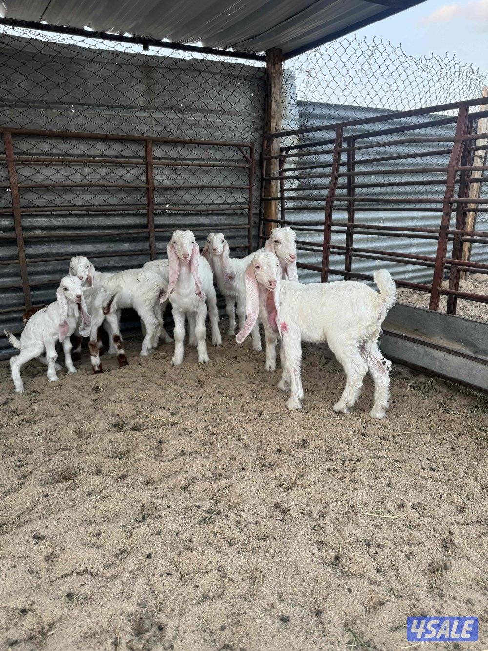 البيع معزه مطافيل6