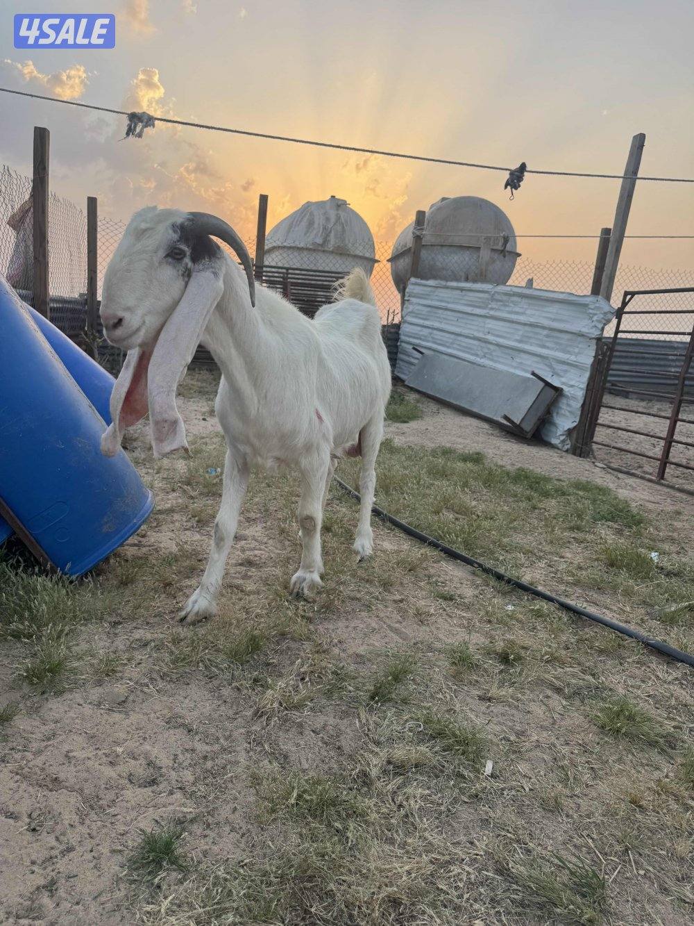 البيع معزه مطافيل7