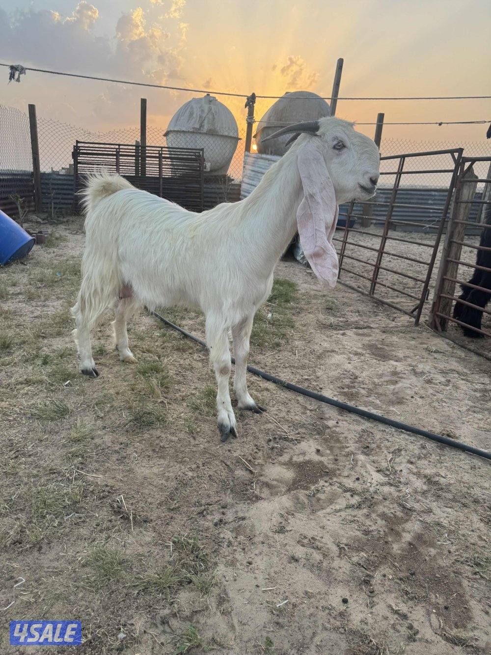 البيع معزه مطافيل8