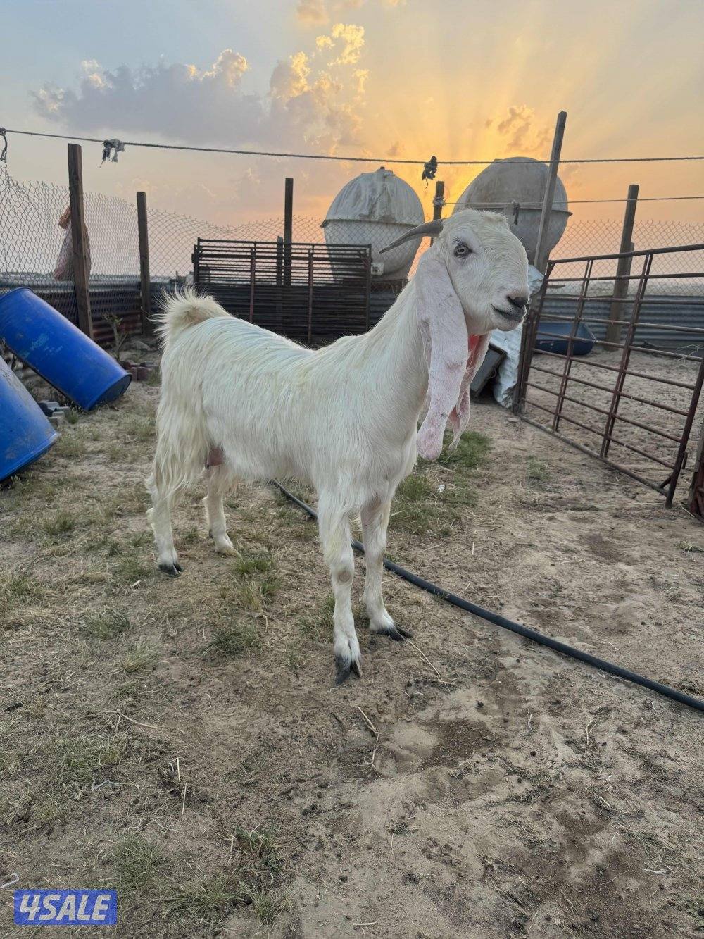 البيع معزه مطافيل9