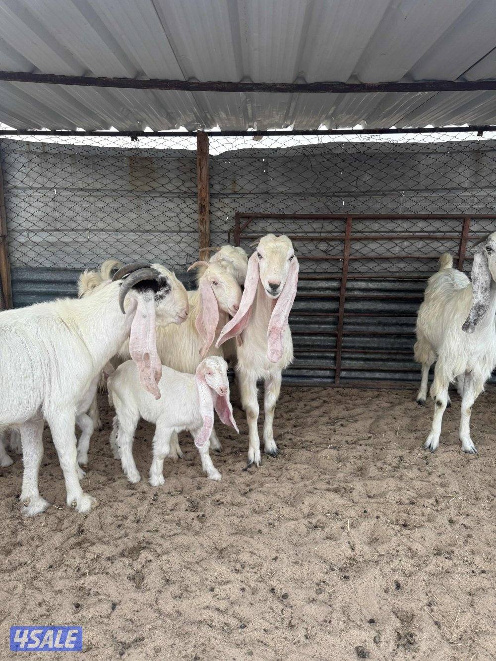 البيع معزه مطافيل10