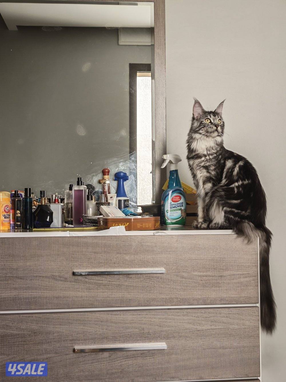 نثية منكون0