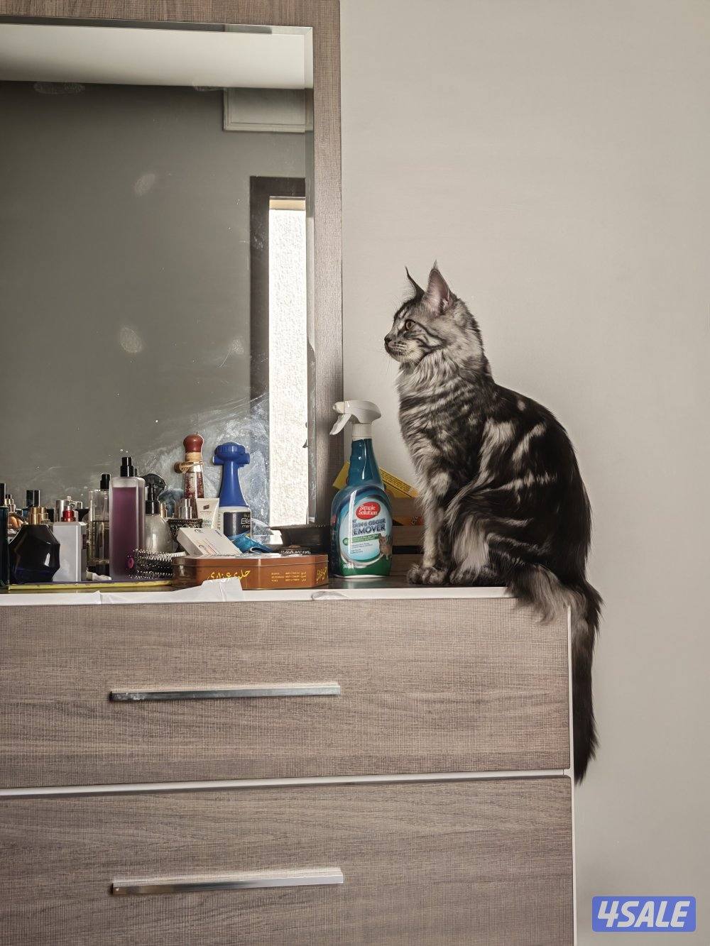 نثية منكون1