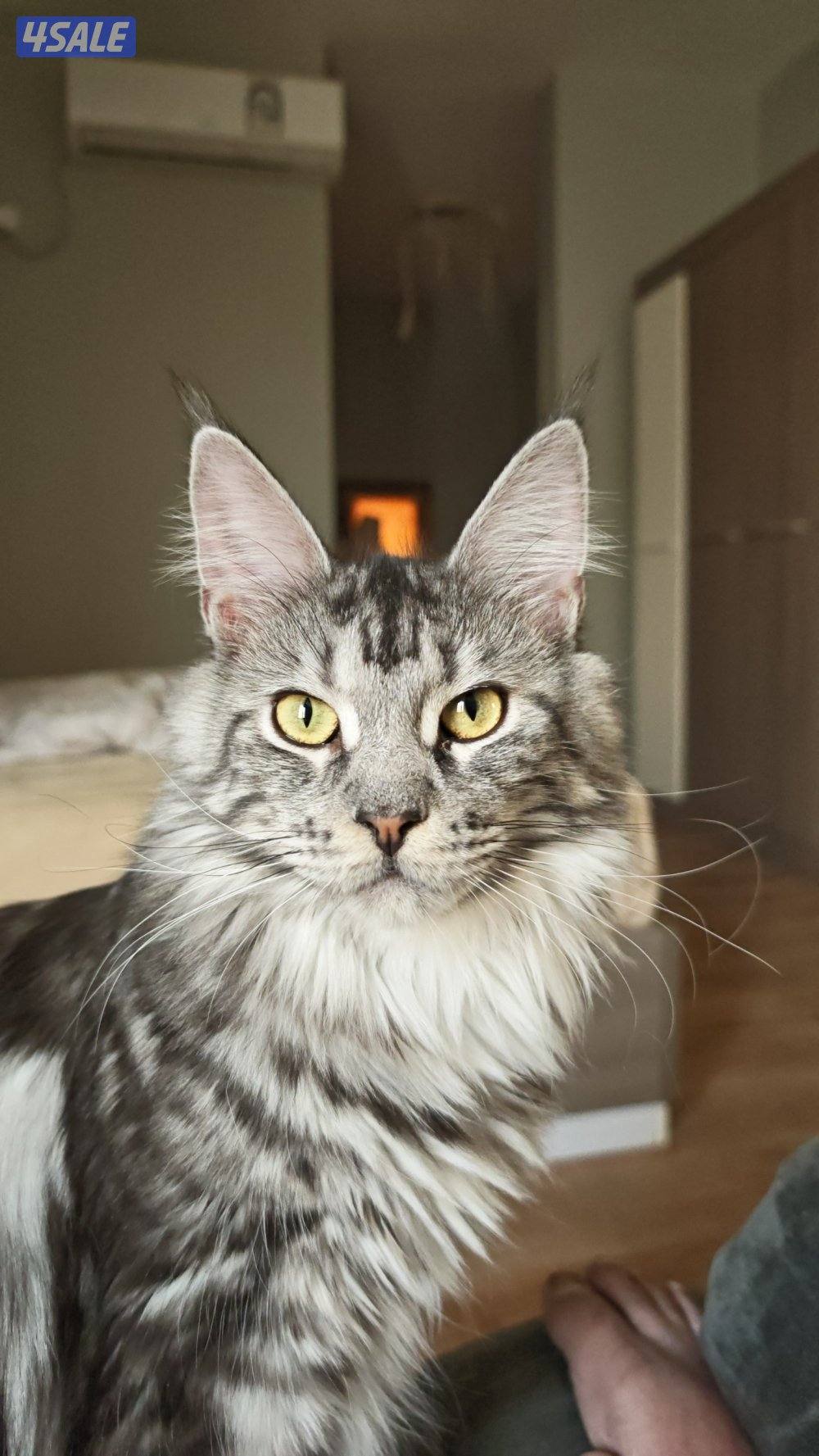 نثية منكون2