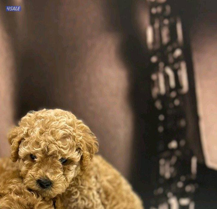 للبيع توي بودل ذكر مواليد 3/31