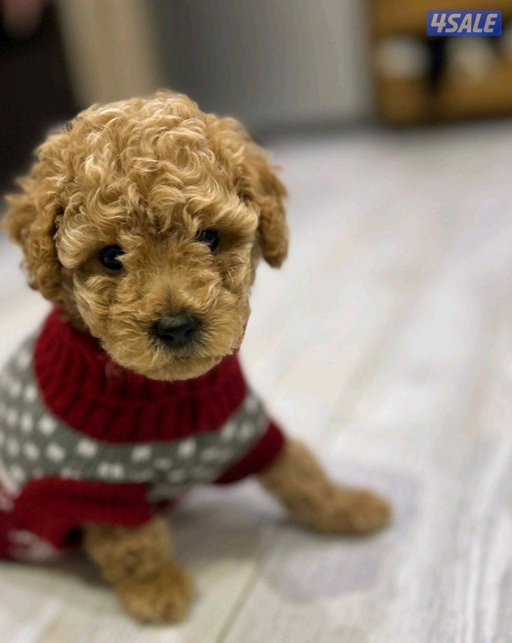 للبيع توي بودل ذكر مواليد 3/30