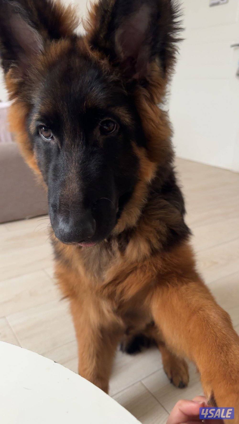 جيرمين شيبرد0