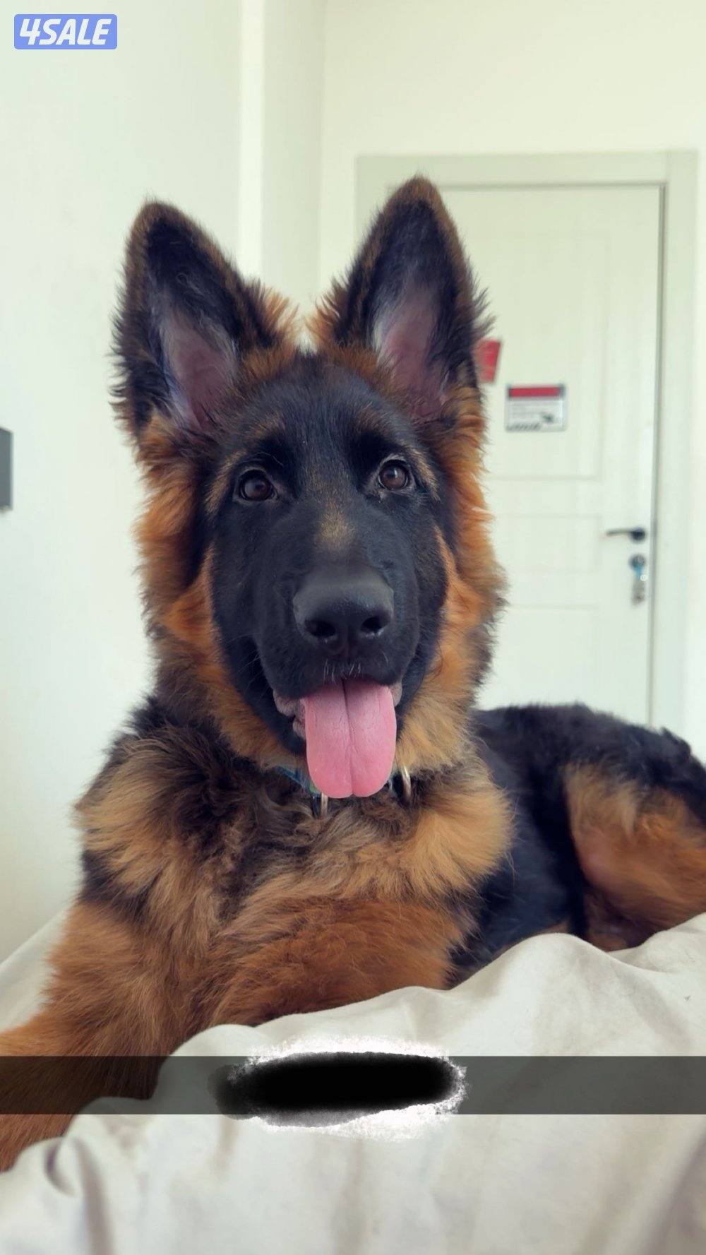 جيرمين شيبرد1