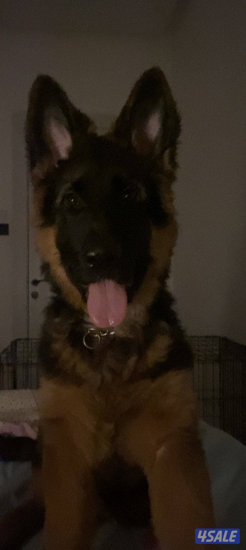 جيرمين شيبرد2