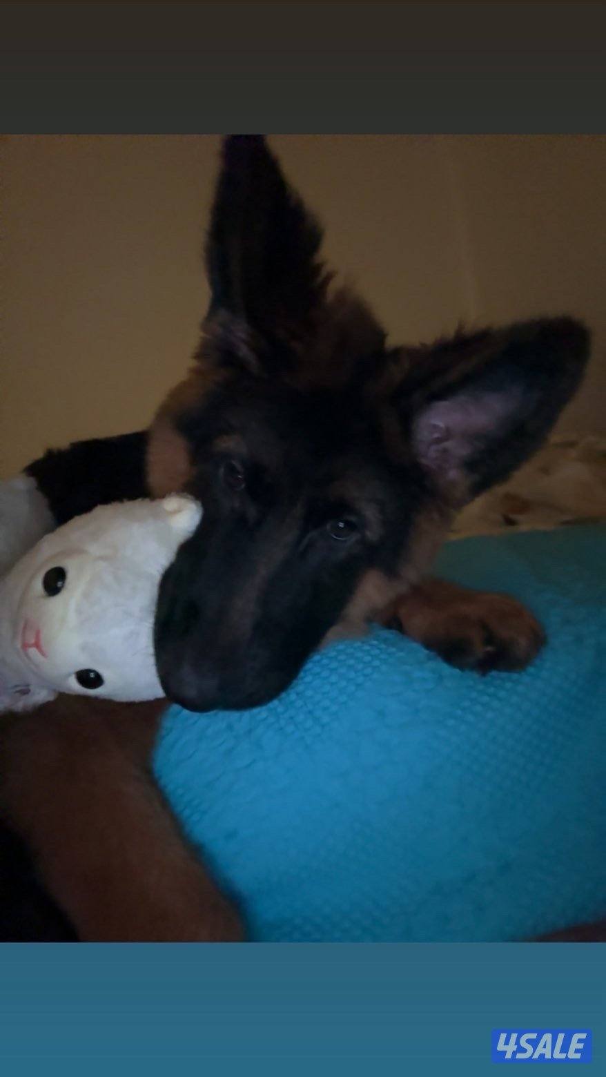 جيرمين شيبرد3