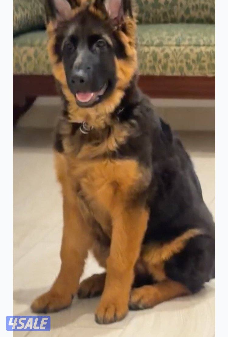 جيرمين شيبرد4