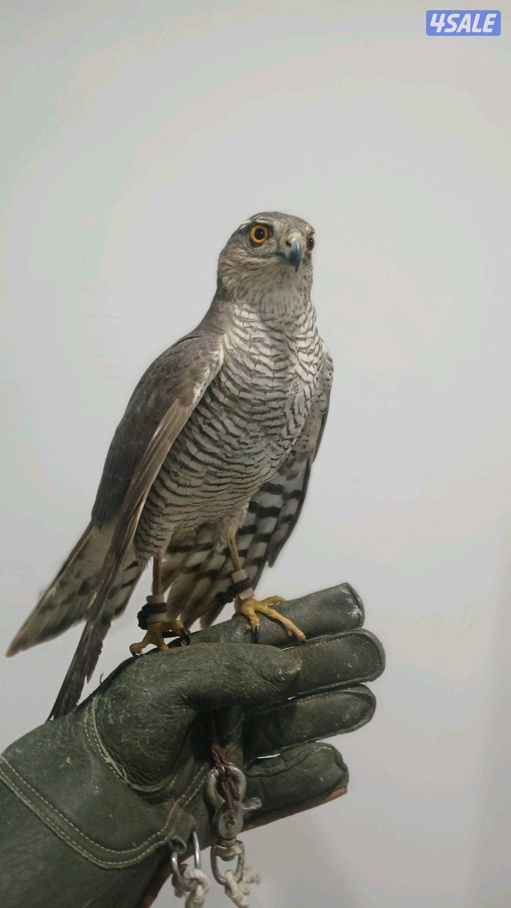 السلام عليكم طير للبيع0