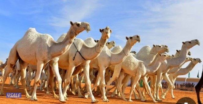 راعي ابل وراعي غنم شرط الخبره0