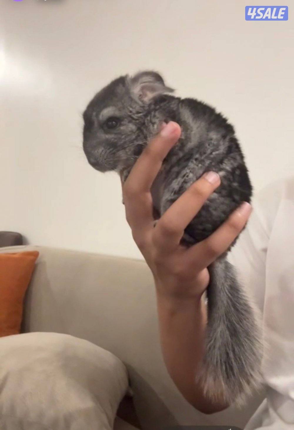 شانشيلا للبيع معا اغراضه0