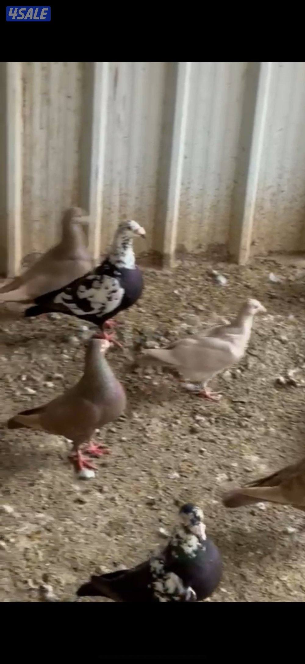 ازواج زواجل0