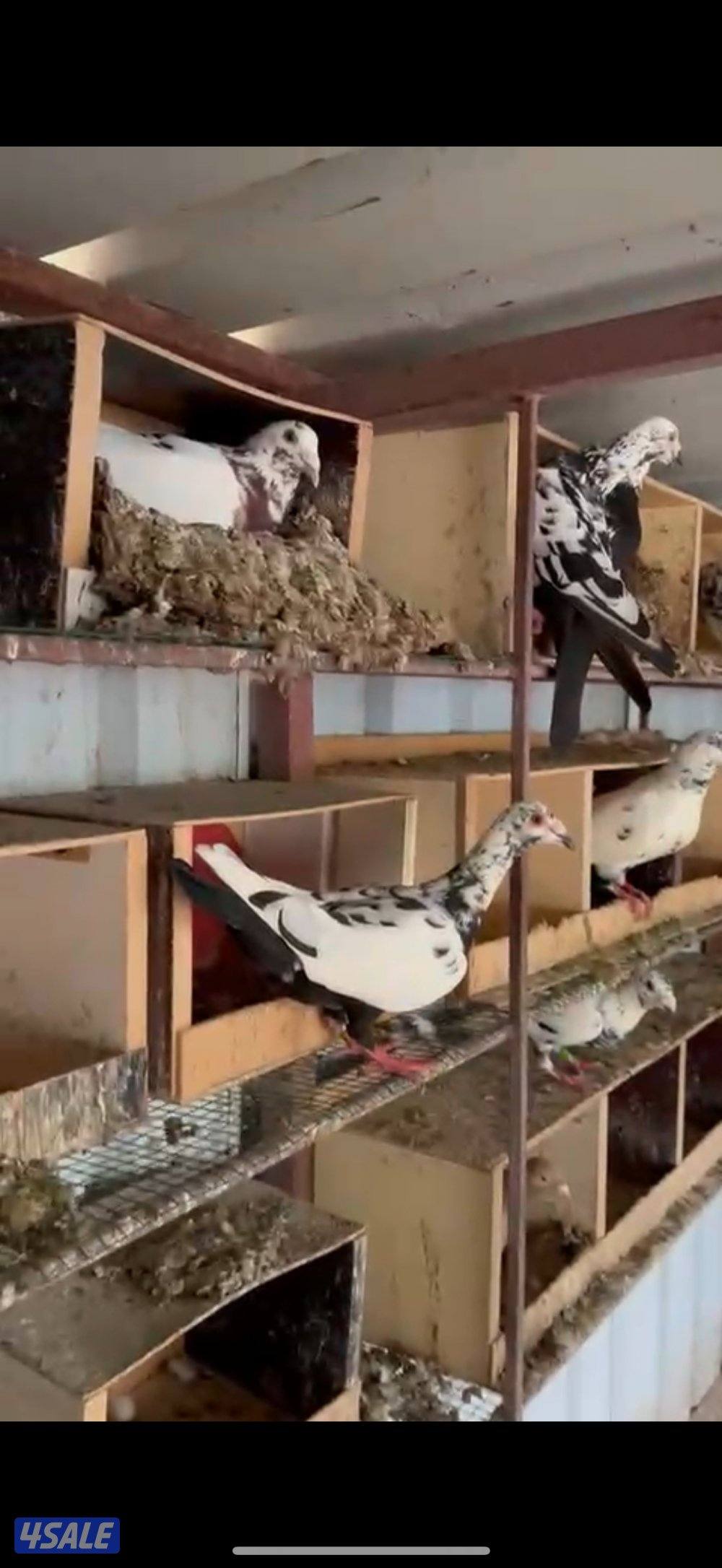 ازواج زواجل1