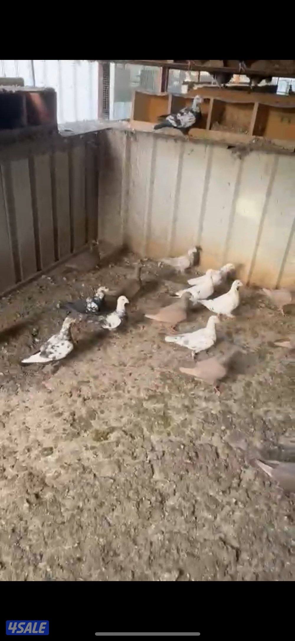 ازواج زواجل2