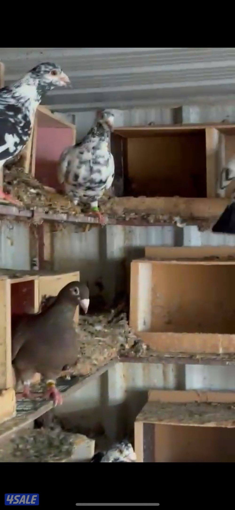 ازواج زواجل3