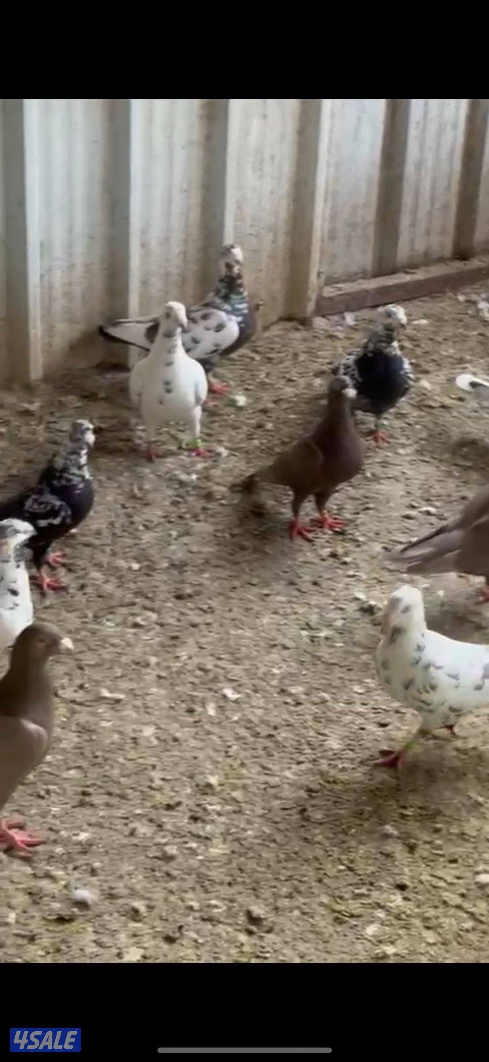 ازواج زواجل4