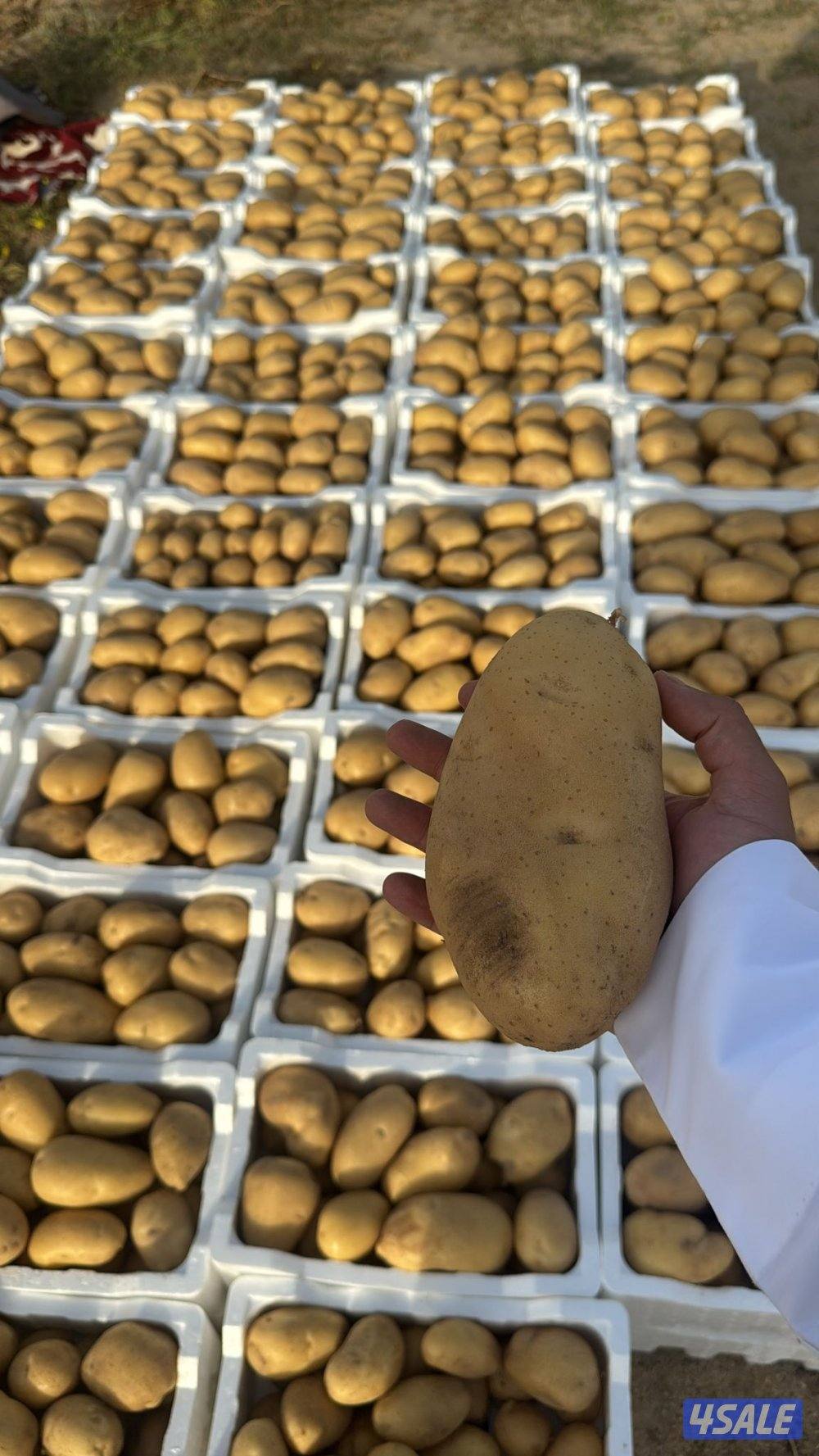 بطاط الصفران للبيع0