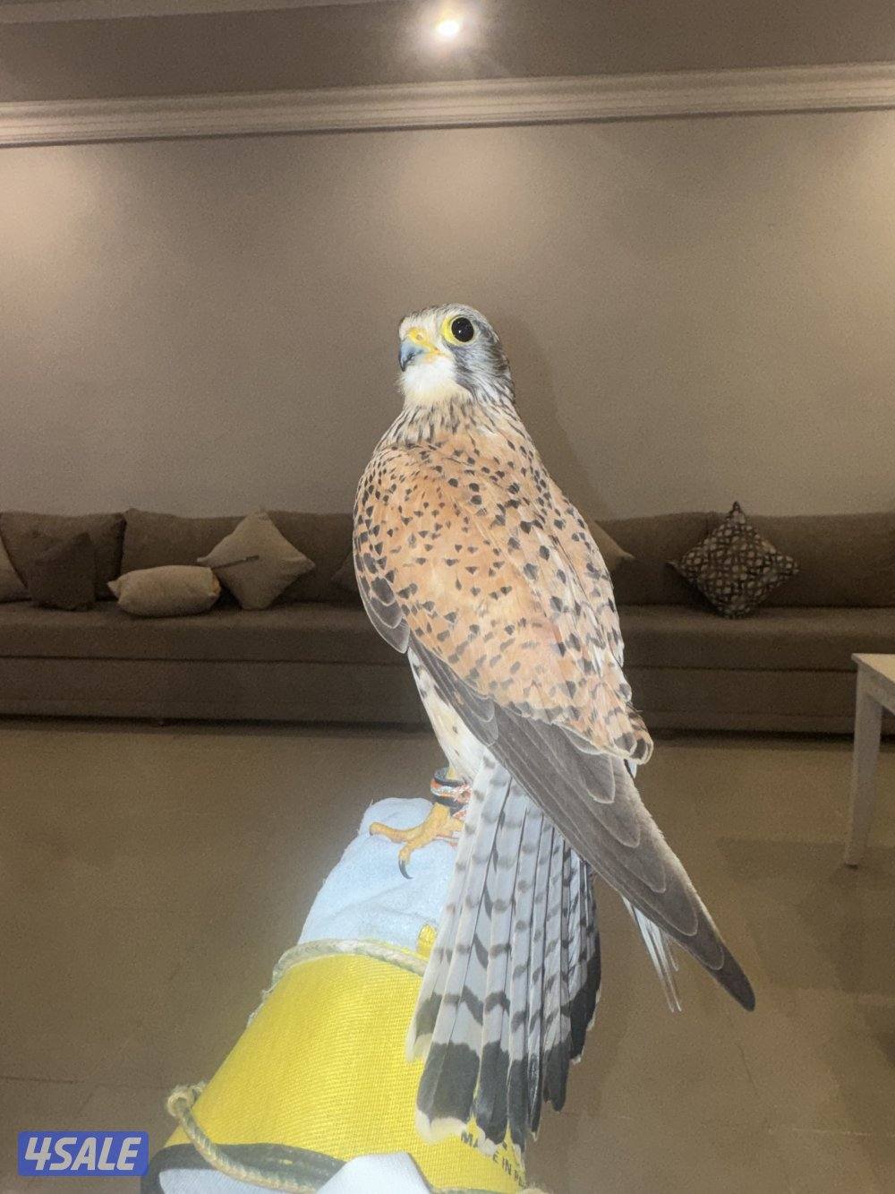 السلام عليكم البيع حميميج. يكل علي دس وراكد معه دس وبرقه وسبوق0