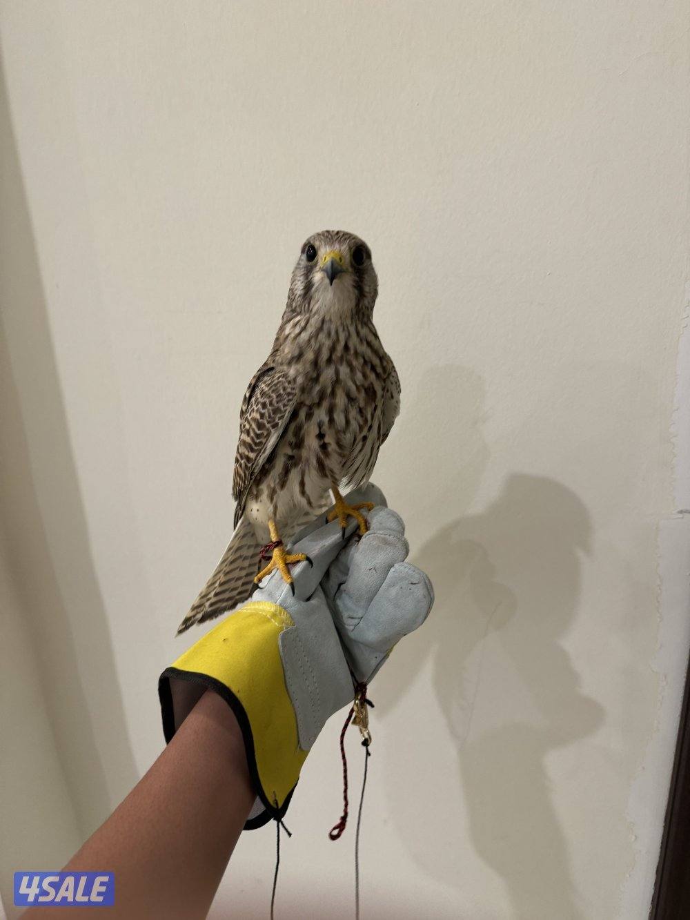 السلام عليكم البيع حميميج. يكل علي دس وراكد معه دس وبرقه وسبوق1