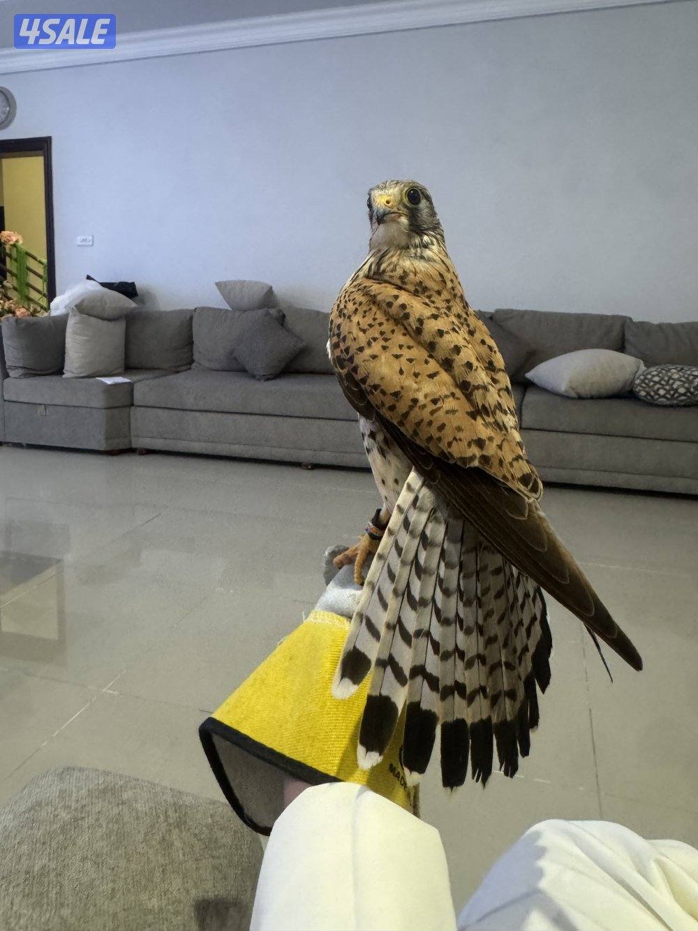 السلام عليكم البيع حميميج. يكل علي دس وراكد معه دس وبرقه وسبوق2