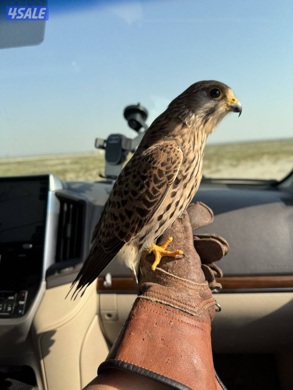 السلام عليكم البيع حميميج. يكل علي دس وراكد معه دس وبرقه وسبوق3