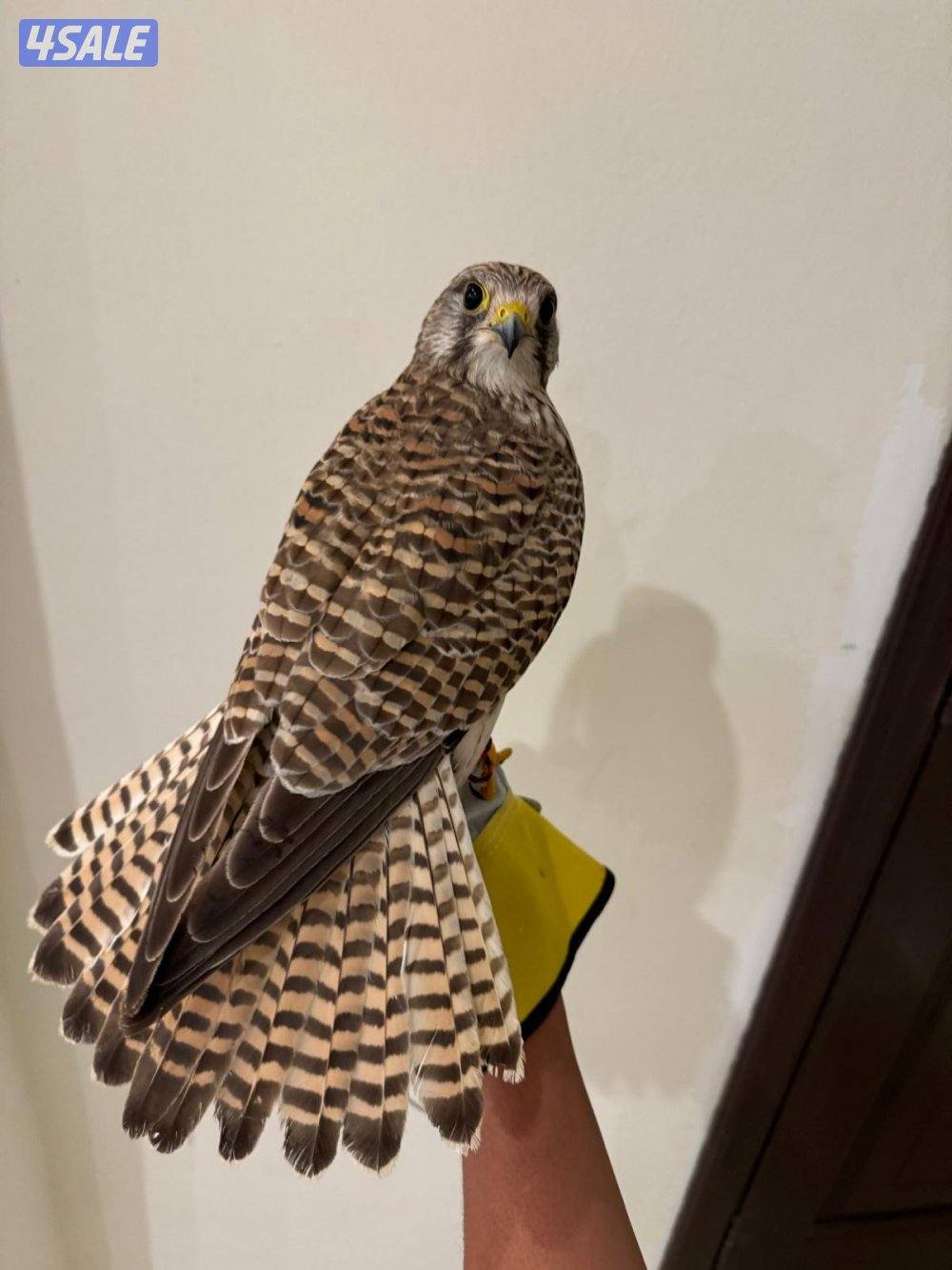 السلام عليكم البيع حميميج. يكل علي دس وراكد معه دس وبرقه وسبوق4