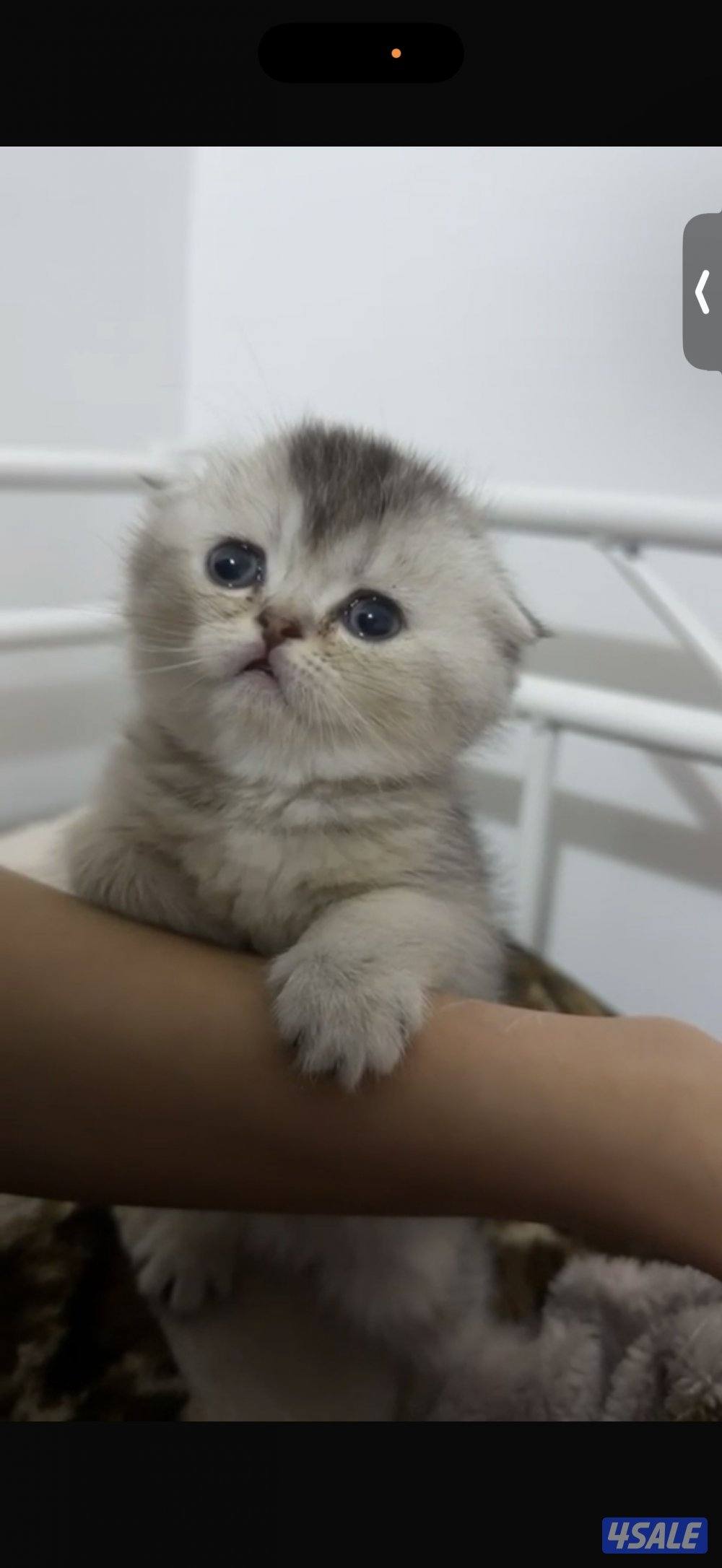 عمرها شهرين مطعمه ومعاها دفتر التطعيم والاكل والاغراض0