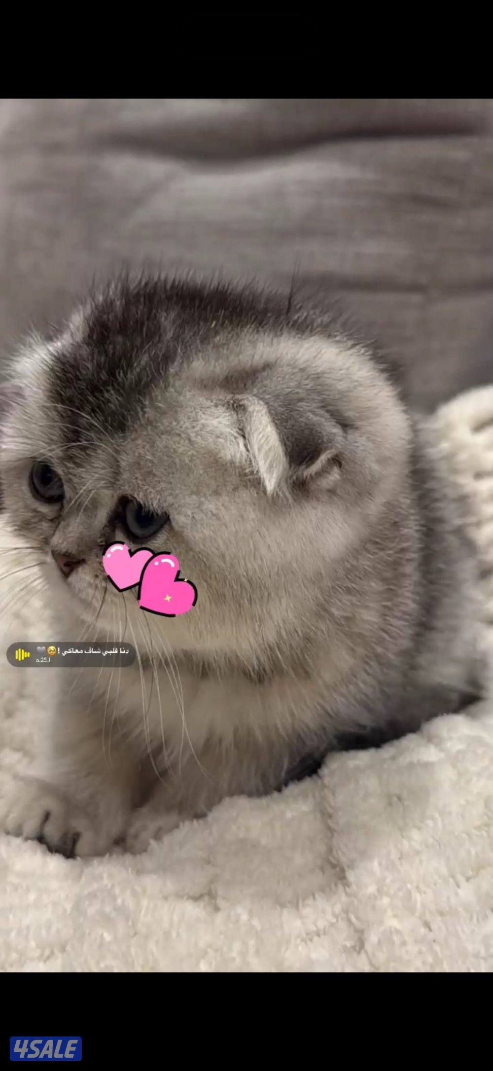 عمرها شهرين مطعمه ومعاها دفتر التطعيم والاكل والاغراض1