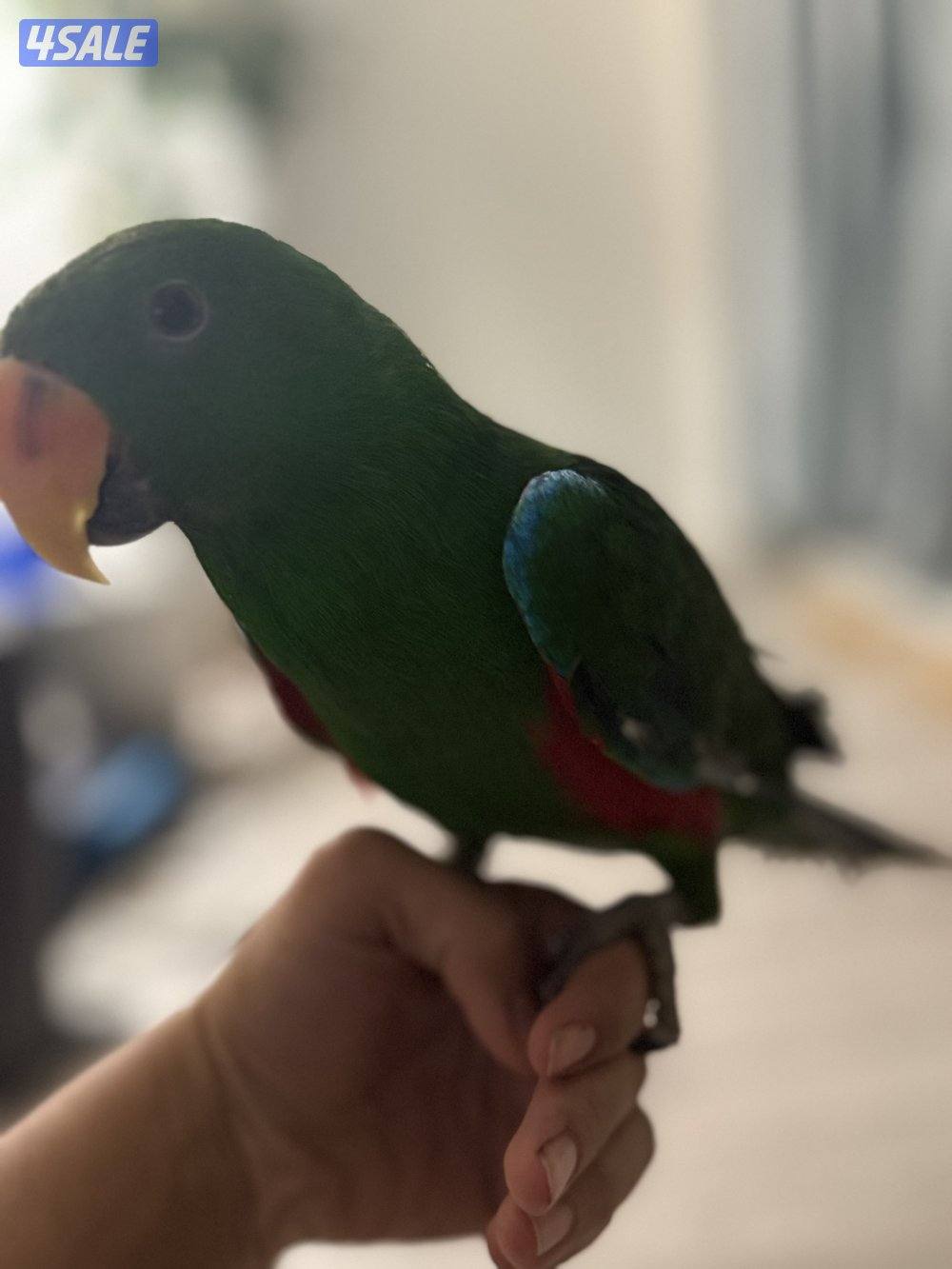 طير اكلكتوس ربوه حمام شرط كلام و مافي عض ذكر روز ميري0