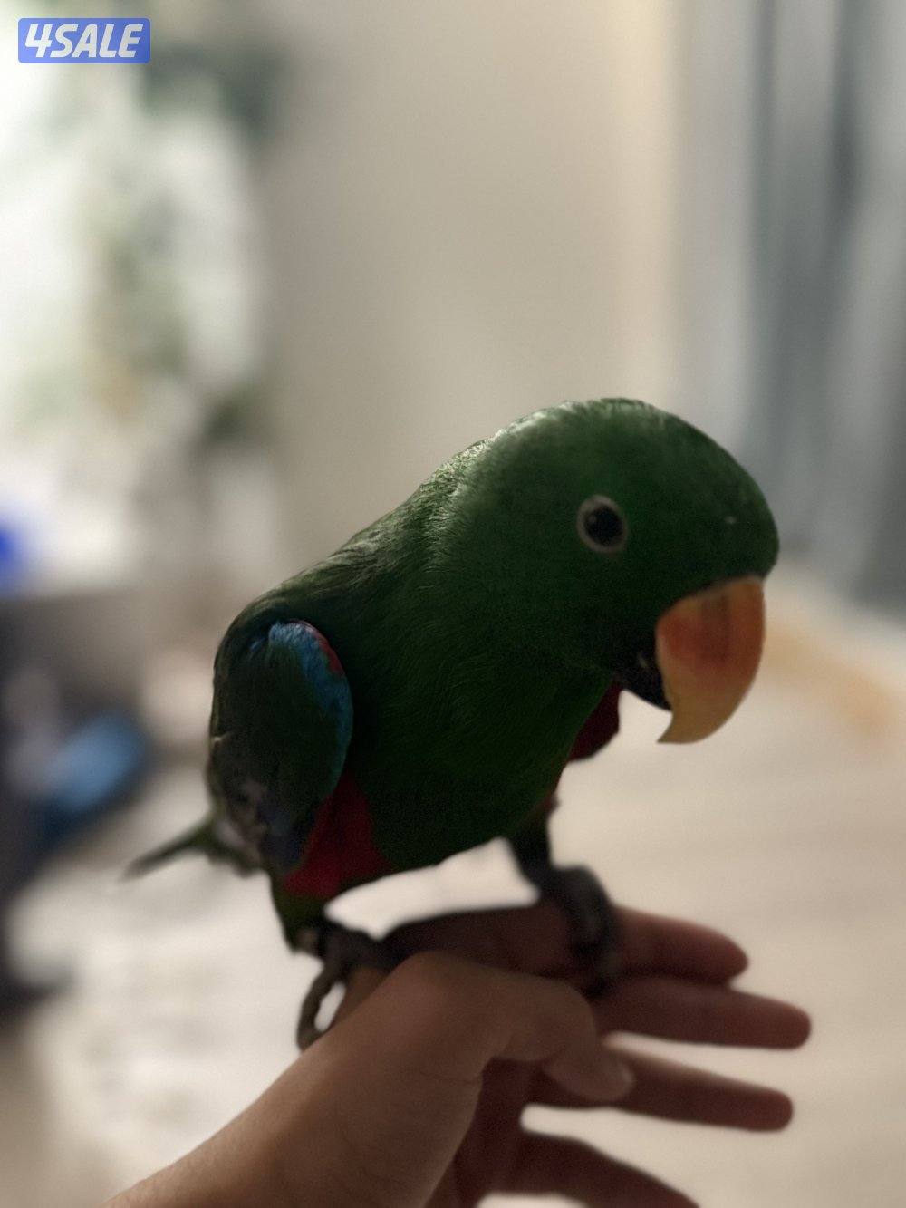 طير اكلكتوس ربوه حمام شرط كلام و مافي عض ذكر روز ميري1