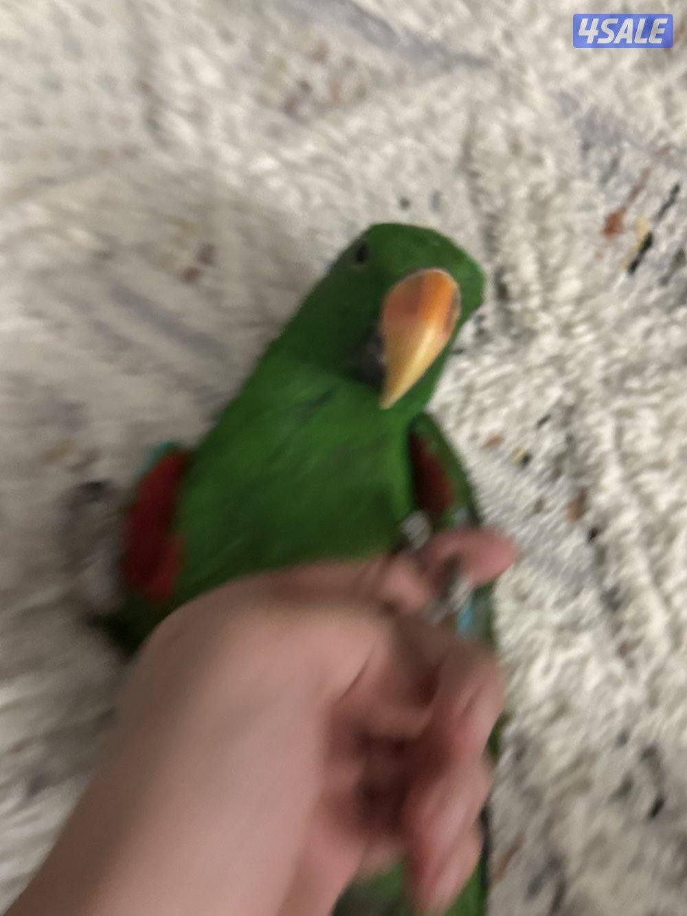 طير اكلكتوس ربوه حمام شرط كلام و مافي عض ذكر روز ميري2