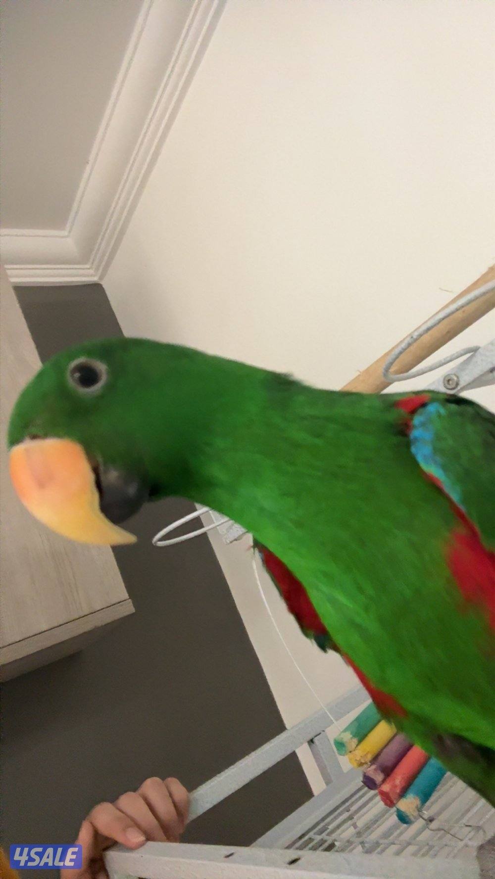 طير اكلكتوس ربوه حمام شرط كلام و مافي عض ذكر روز ميري3