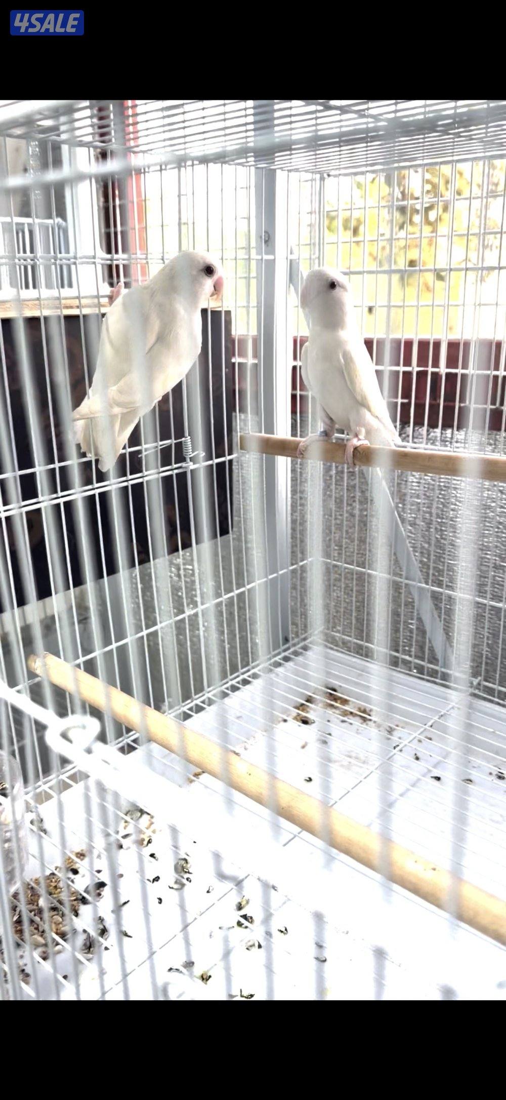 للبيع ازواج لوف بيرد0