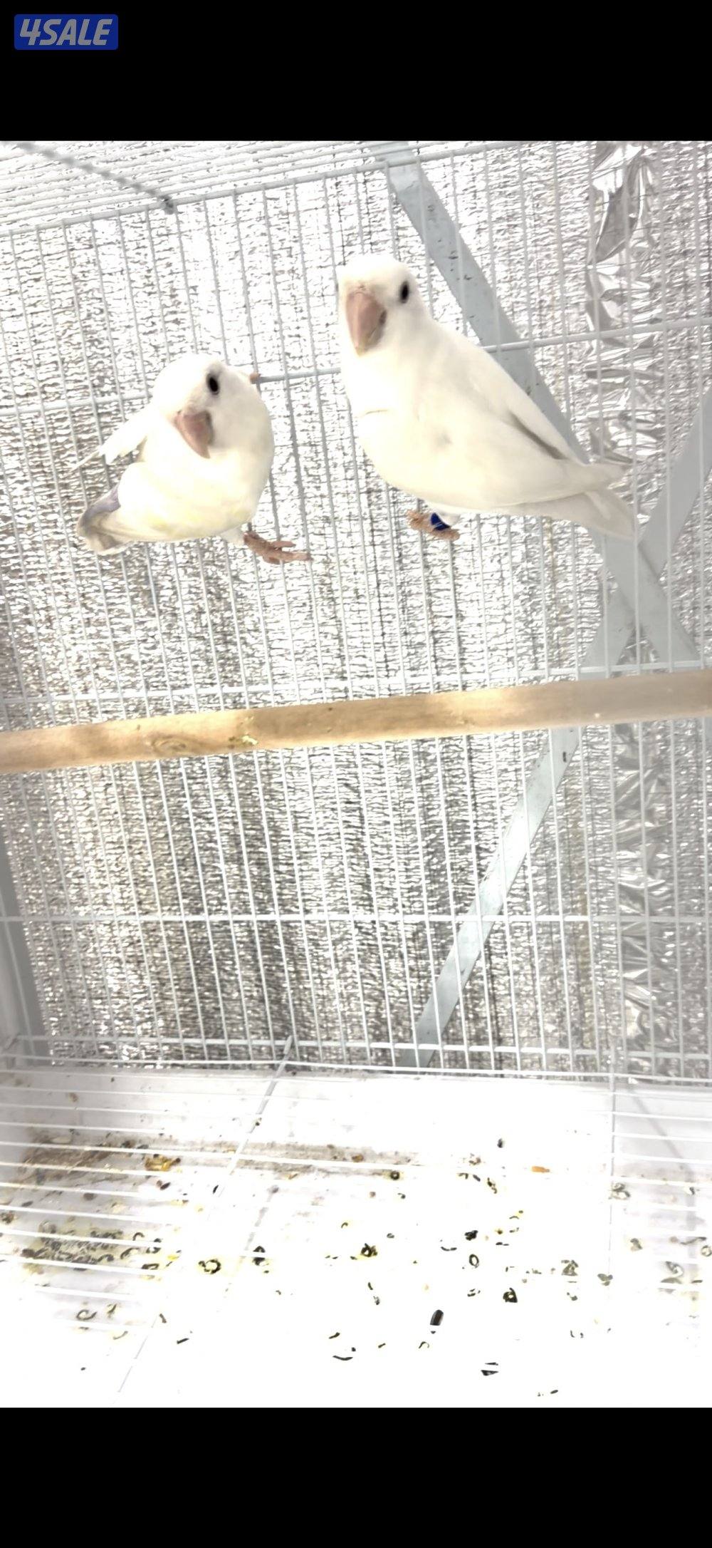 للبيع ازواج لوف بيرد1