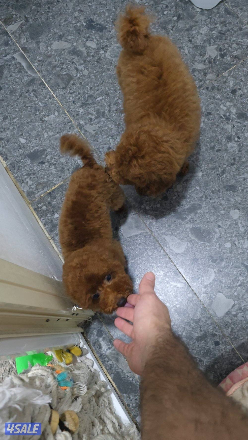 toy poodle male 3 months old0