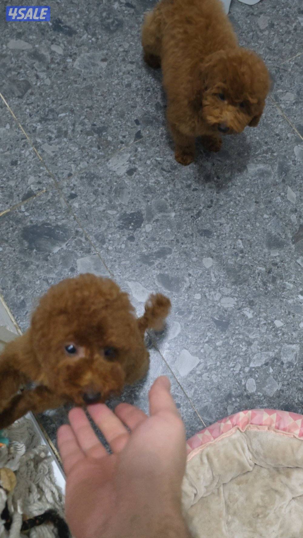 toy poodle male 3 months old1
