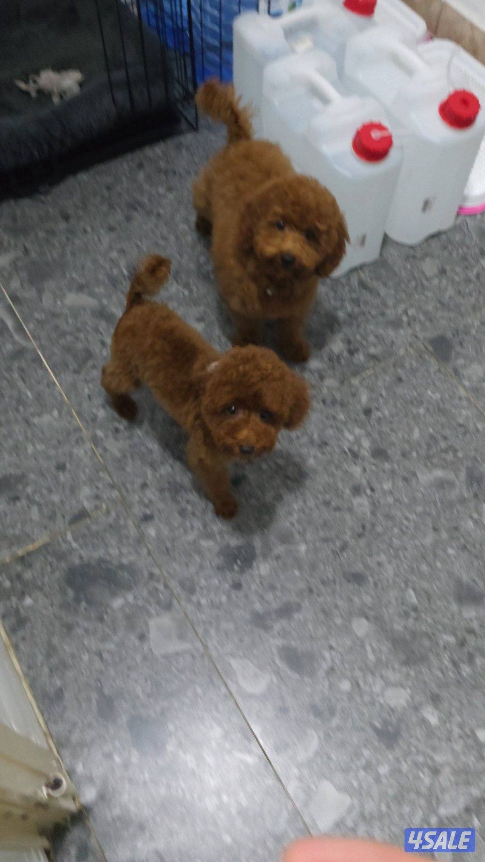 toy poodle male 3 months old2